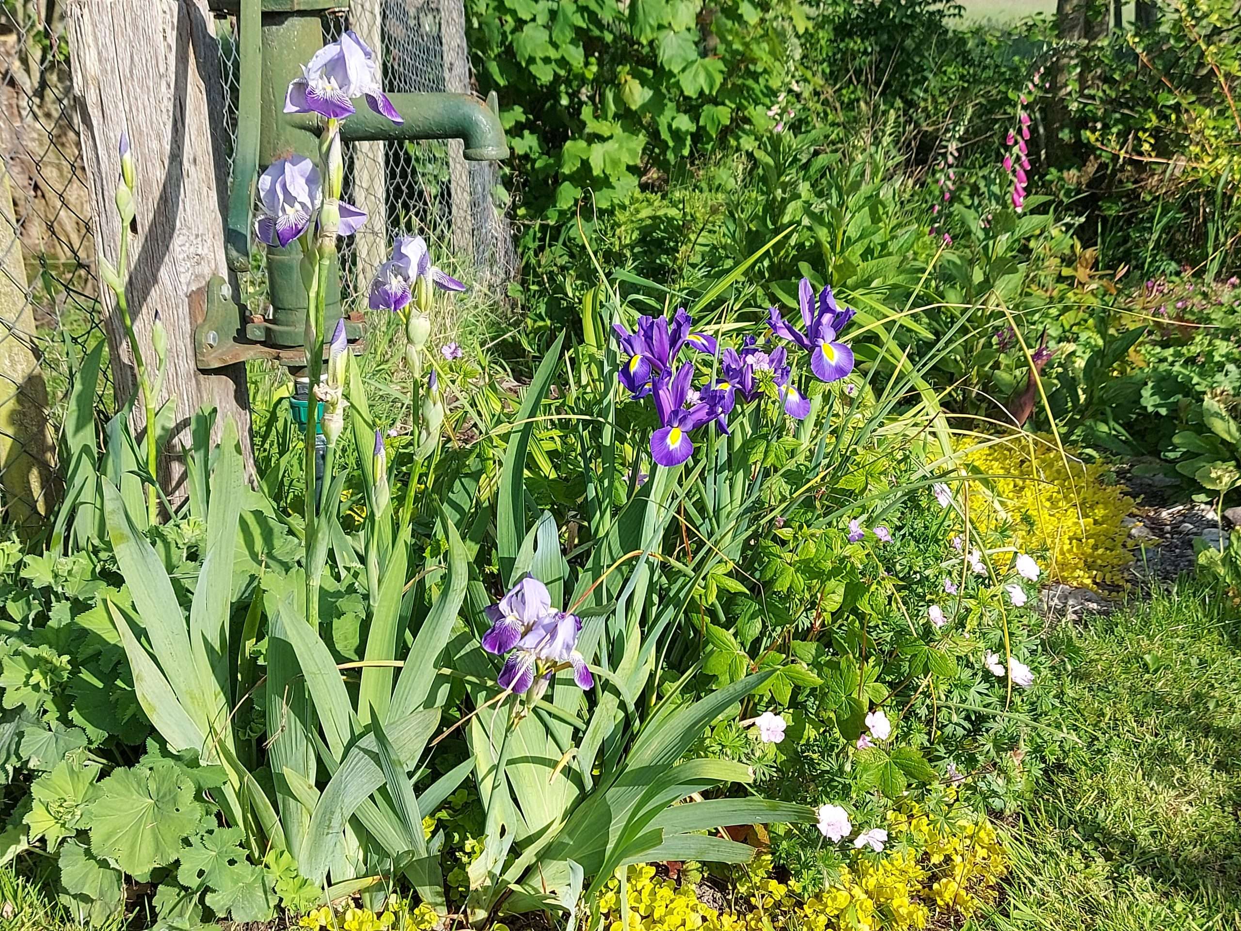 hover afbeelding van paarse bloemen