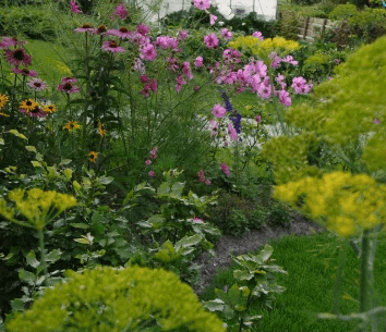 afbeelding van gras met bloemen