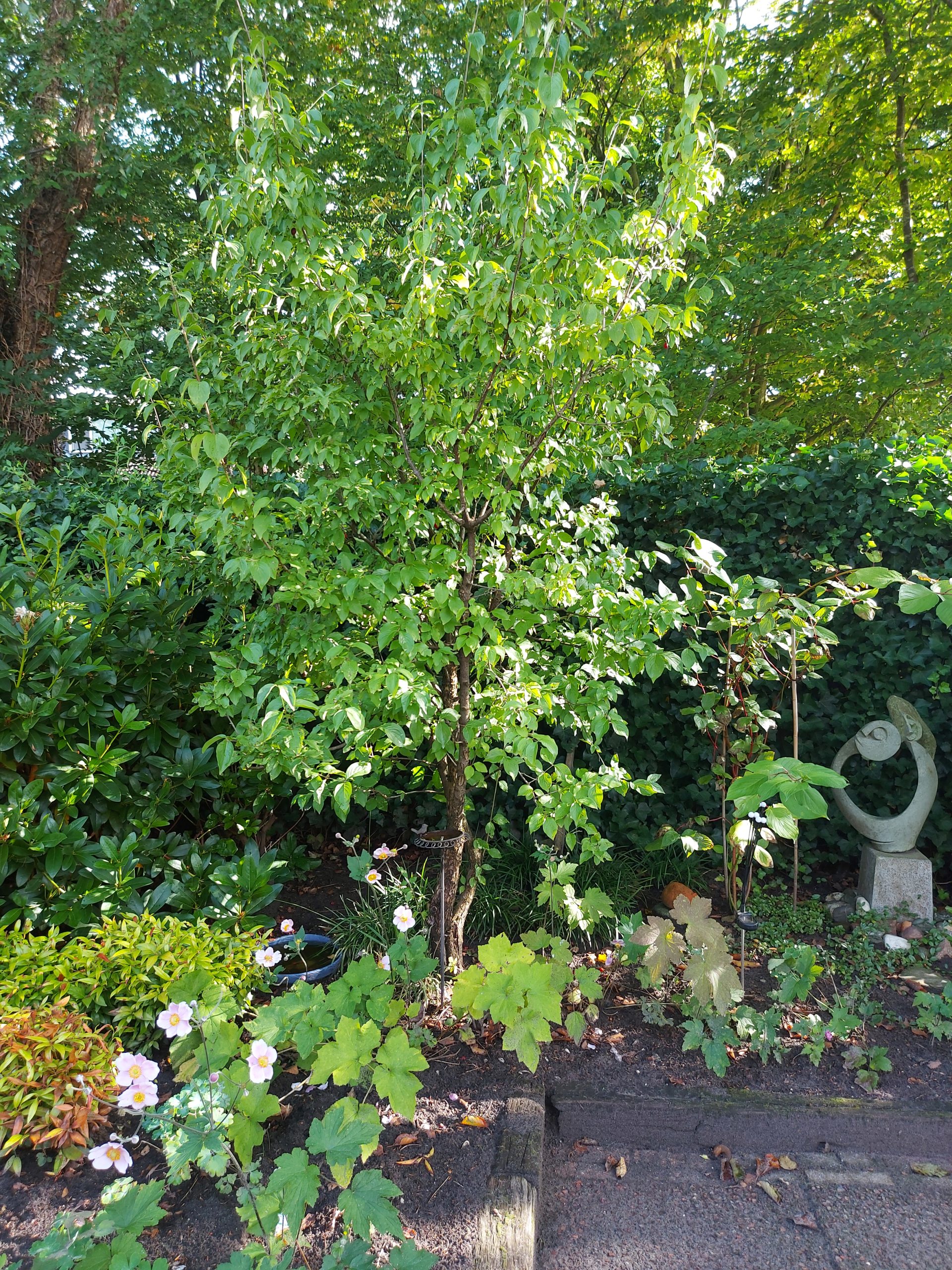 hover afbeelding van muur met bloemen