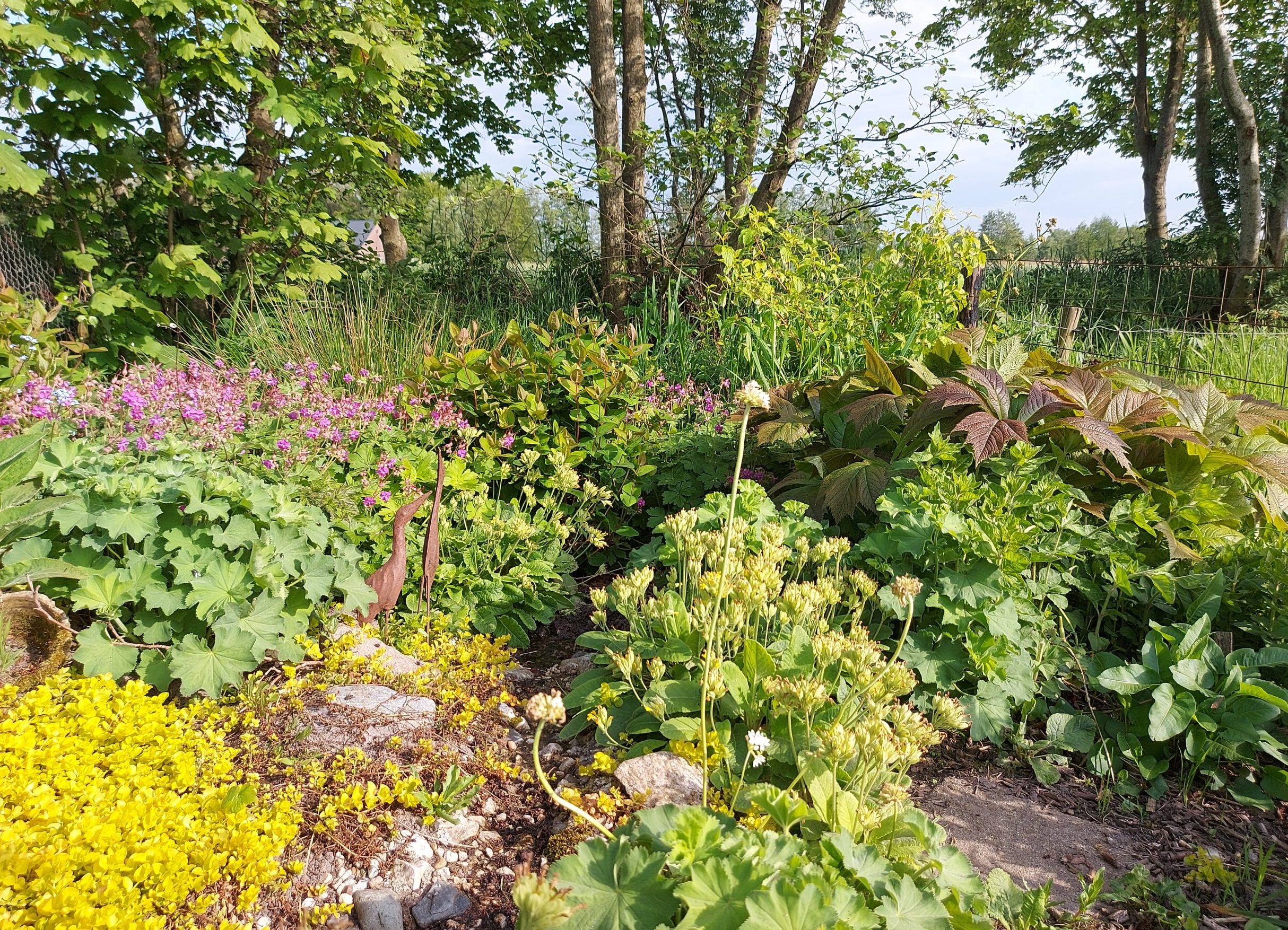 afbeelding van gras met bloemen