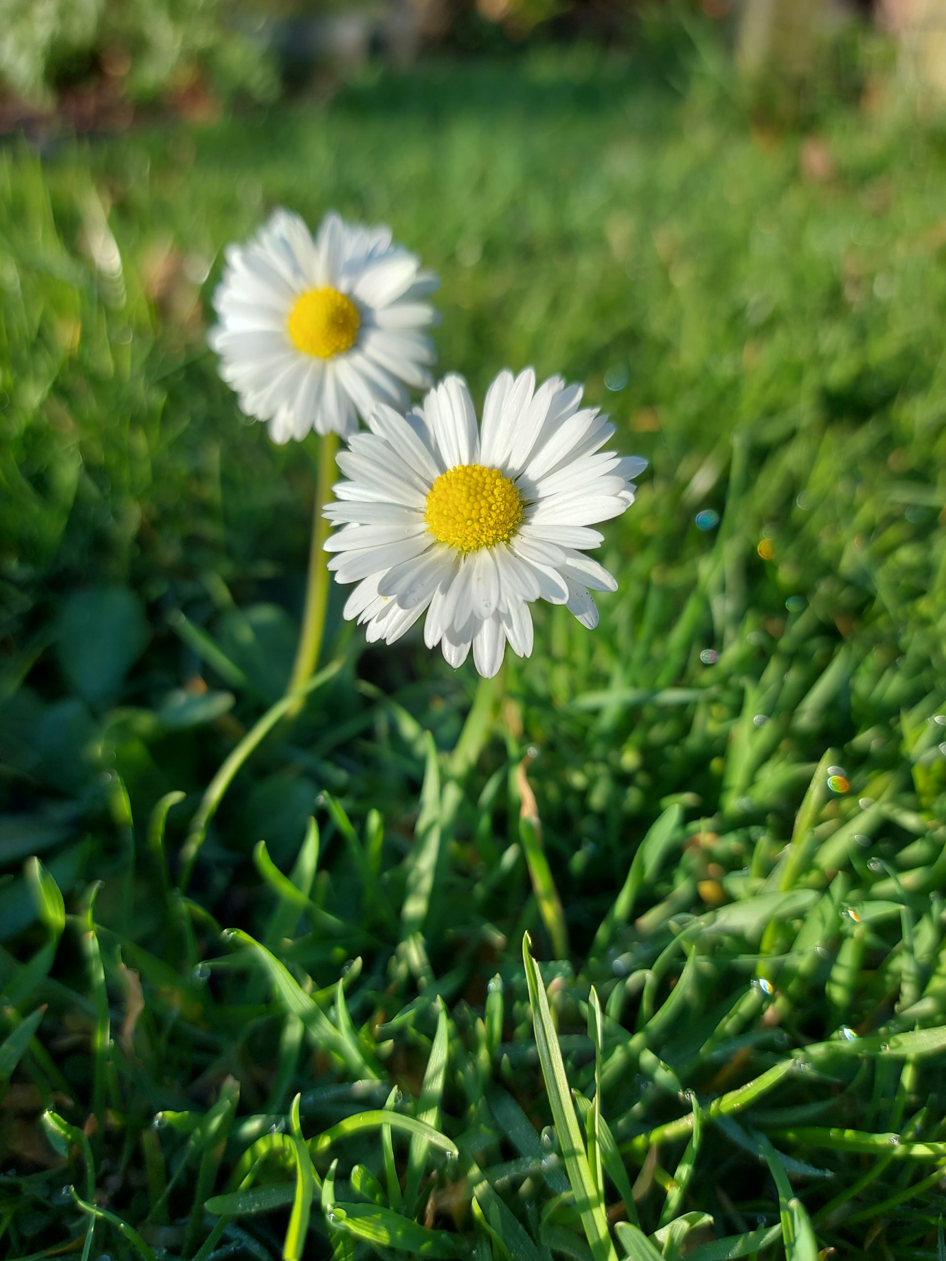 afbeelding van een map van bovenaf